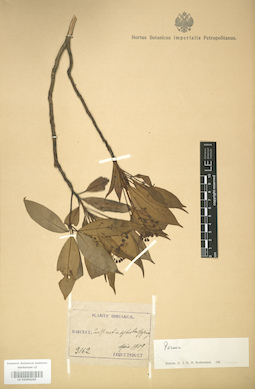 LE 01004245