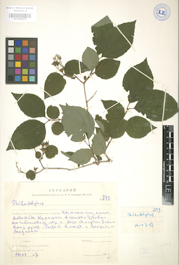 LE 01004274