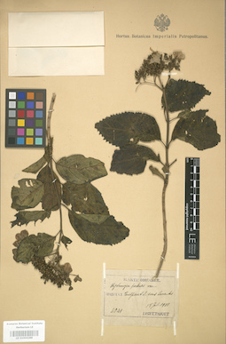 LE 01004288