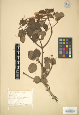 LE 01004298