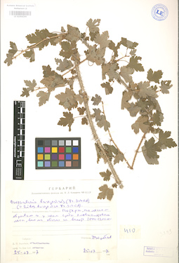 LE 01004299