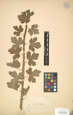 LE 01004302