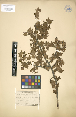 LE 01004305