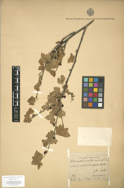 LE 01004310