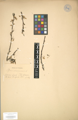LE 01004332