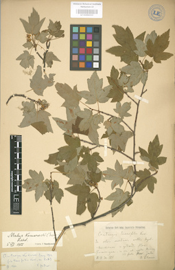 LE 01004333