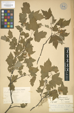 LE 01004335