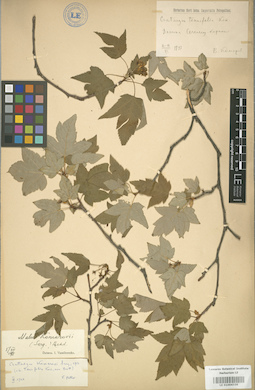 LE 01004336