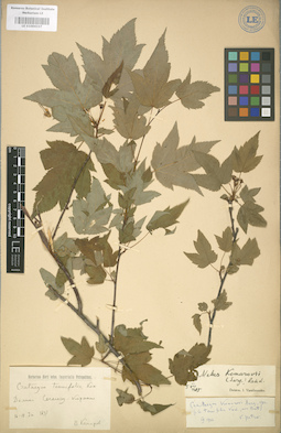 LE 01004337