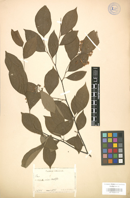 LE 01004339