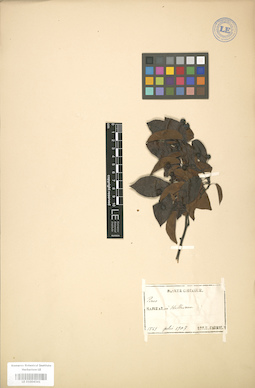 LE 01004341