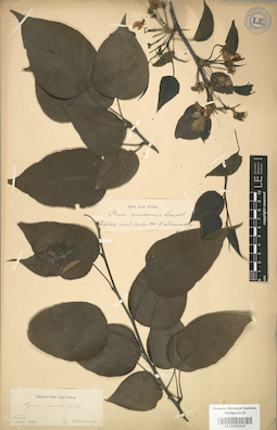 LE 01004354