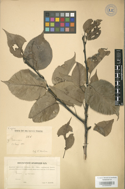 LE 01004355