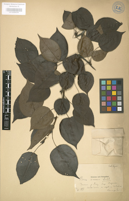 LE 01004356