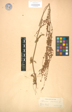 LE 01004384