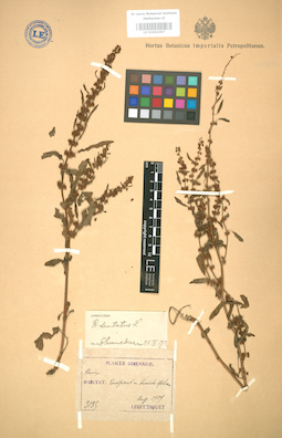 LE 01004387