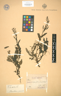 LE 01004388