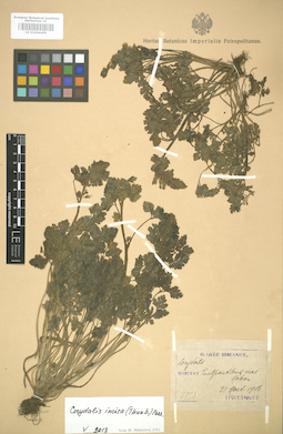 LE 01004409