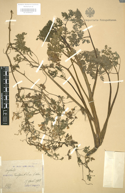 LE 01004411