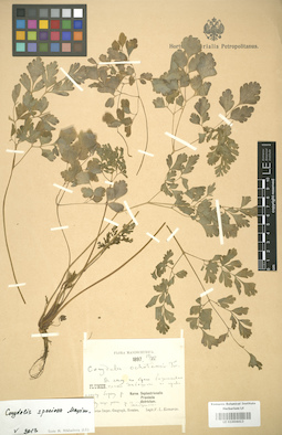 LE 01004412