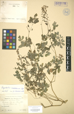 LE 01004415