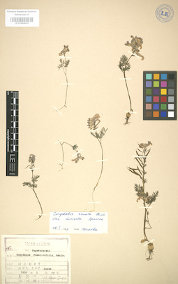 LE 01004416