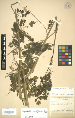 LE 01004417