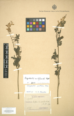 LE 01004418
