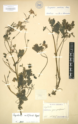 LE 01004419