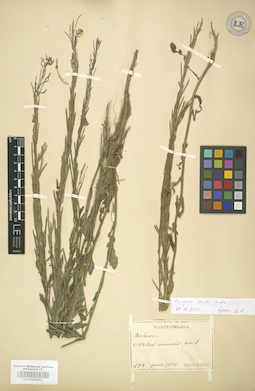 LE 01004452