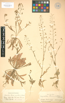 LE 01004475