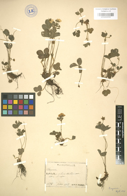 LE 01004533