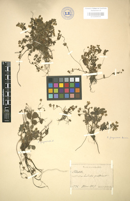 LE 01004534