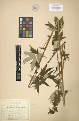 LE 01004551