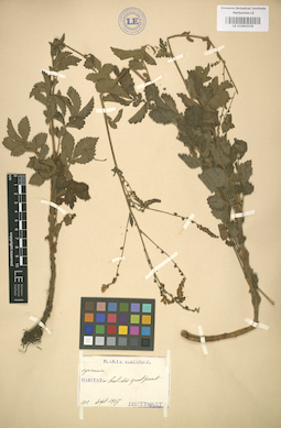 LE 01004558