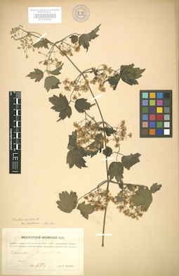 LE 01004629