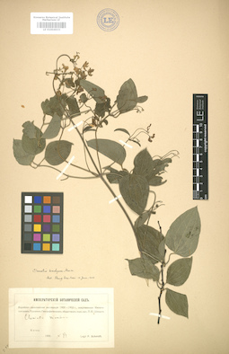 LE 01004633