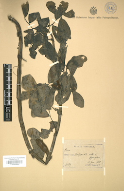 LE 01004685
