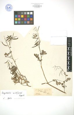 LE 01004703