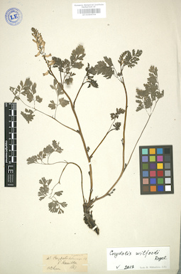 LE 01004704