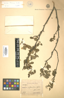 LE 01004705