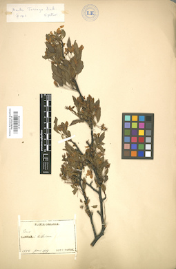 LE 01004706