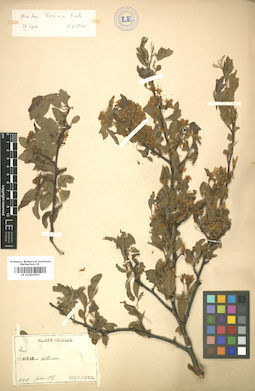 LE 01004707