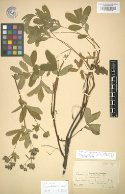 LE 01004726