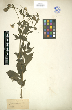 LE 01004729
