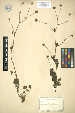 LE 01004733