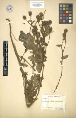 LE 01004735