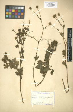 LE 01004736