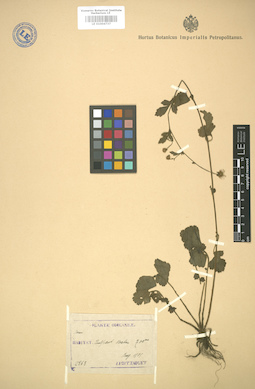 LE 01004737