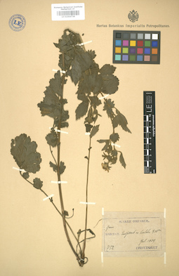 LE 01004738